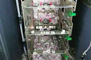 Un şobolan a intrat într-un BANCOMAT şi a reuşit să roadă o avere