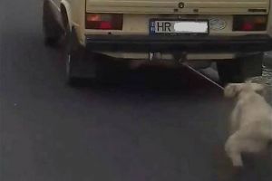 Imagini revoltătoare pe o şosea din Harghita. Un biet căţel legat cu o aţă de gât este tras în urma unei dubiţe care se afla în mers