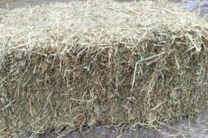 Lenea l-a băgat în arest. Judecătorul decide dacă rămâne arestat pentru cei doi baloţi furaţi