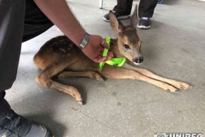 FOTO, VIDEO: Operaţiunea BAMBI. Un pui de căprioară a fost salvat de un pompier şi amicul său, din albia râului