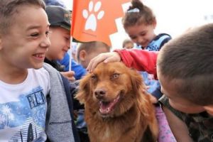 Proiect unic în ţară, la Agigea. Campania, gratuită, de sterilizare şi vaccinare, pentru câini şi pisici