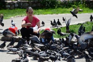Nu hrăniţi animalele! Primăria Oradea vrea să-i amendeze pe cei care hrănesc porumbeii şi pisicile