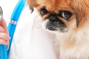 Cum se transmit infecţiile?