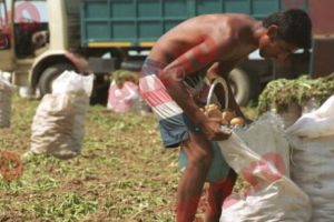 Căpşunari în propria ţară! Problemă de siguranţă naţională în CSAT: Peste 40% din pământul agricol al României a ajuns pe mâinile străinilor