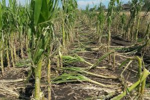 Furtunile au făcut prăpăd în judeţ