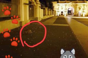 FOTO, VIDEO: ”Turistul” nocturn din Ceteatea Alba Carolina. O vulpe şireată, într-o experienţă aventuroasă prin oraş