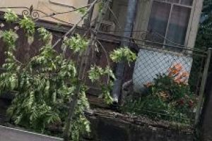 Acte de vandalism în staţiunea Covasna