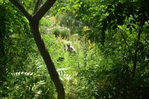 Familia îl caută cu DISPERARE! A dispărut ieri în PĂDURE şi nu se mai ştie nimic de el