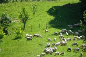 Daniel Suciu: Legea Muntelui a devenit realitate