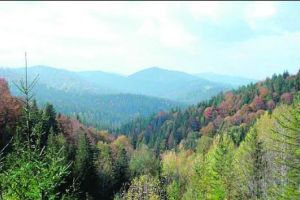 Bărbat dispărut în pădurea Gurahonţ