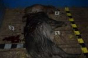 Reţinut pentru braconaj! Un cărăşean a împuşcat un prejudiciu de 1.400 de euro!