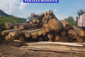Lemn confiscat de poliţişti la Rodna