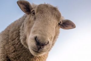 Șeful MADR: Câţi bani pot primi crescătorii de oi pentru kilogramul de lână vândută