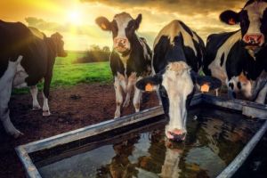 Vine căldura!  Adăpaţi corect animalele!