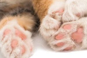 Cea mai bătrână pisică din lume a trăit o viaţă de om! Vârsta ei e un ȘOC pentru toţi veterinarii! FOTO