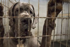 Decizie istorică: uciderea câinilor pentru carne a fost declarată ilegală în Coreea de Sud