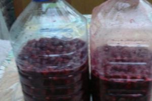 VASLUI. Cei trei copii de de 3,4 şi 8 ani ajunşi în comă, au mâncat vişinele din VIȘINATĂ de FOAME! 