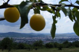 Dealul Cetăţii, locul perfect din care poate fi admirat oraşul de la înălţime (FOTO)