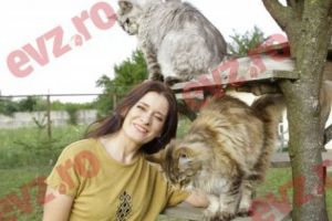Ținutul celor mai mari pisici de pe planetă, Maine-Coon, este lângă Bucureşti. Marvel şi Tezeus, în prim-plan