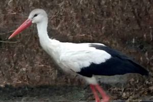 Uite, barza! – Aplicaţia care numără berzele şi te premiază