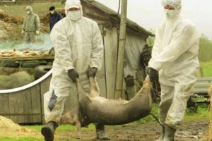 Direcţia Sanitar-Veterinară avertizează: În apropiere există focare de pestă porcină, în Ungaria şi în Satu Mare