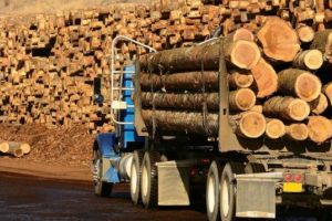 Amendă de 10.000 de lei şi material lemnos în valoare de peste 11.000 de lei confiscat de la o firmă din Aiud