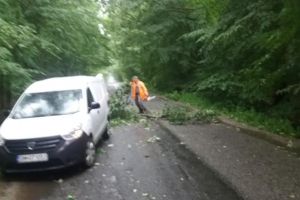FOTO. Vântul puternic a rupt mai mulţi copaci. Un drum judeţean a fost blocat