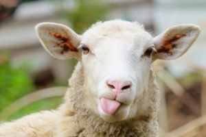 Efectul realegerii lui ERDOGAN: SINUCIDERE în masă