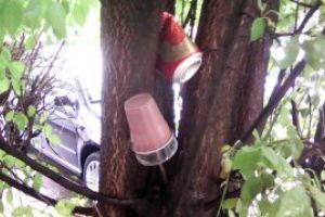 O noua “metoda”: Gunoaie in copaci din Baia Mare (FOTO)