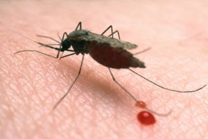 Suspiciunile de infecţie cu virusul West Nile au fost infirmate
