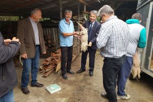 Un fermier din Arcalia a trimis porci din rasa Mangaliţa în judeţul Braşov