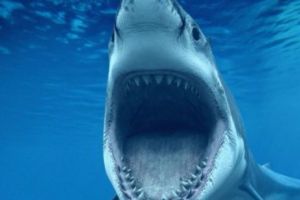 ALARMĂ în Spania. PERICOL pe LITORAL. A fost văzut RECHIN ALB în Mediterana. Oamenii de ştiinţă îi confirmă prezenţa