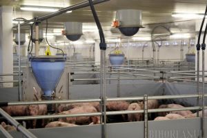 Se mută! Consiliul Local Oradea a aprobat protocolul privind relocarea Nutripork până în 2020