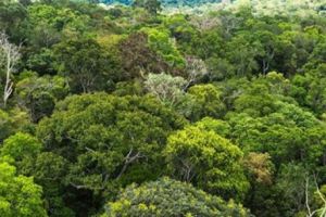 ''Aurul verde'': Pakistanul a plantat sute de milioane de arbori pentru a stopa despădurirea. Schimbarea este uriasa