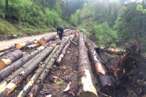 SCUTUL PĂDURII: Peste 45 de metri cubi de material lemnos, în valoare de 12439 lei, au fost confiscaţi de poliţiştii din Alba în urma unei acţiuni cu efective mărite la nivelul judeţului