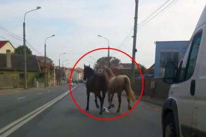 Doi cai fara stapan, ridicati de politisti din cartierul Cina. Animalele au ajuns la adapostul de la Bucov
