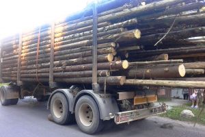 Sute de metri cubi de lemn confiscaţi de poliţişti şi amenzi pe măsură