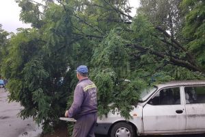 Copac căzut peste două maşini, pe strada Vasile Bumbac