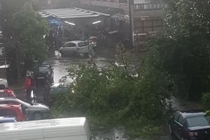 FOTO. Furtună în Satu Mare. Copac pus la pământ de vânt, lângă Piaţa Someş