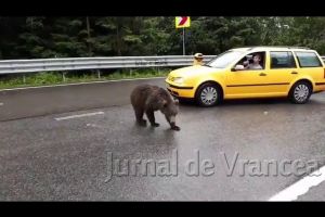VIDEO: Un pui de urs, vedetă pe drumul către Covasna