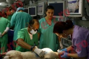 Panică în ţară! Autorităţile au luat măsuri urgente! Focar puternic de febră porcină africană, boala pentru care nu există leac