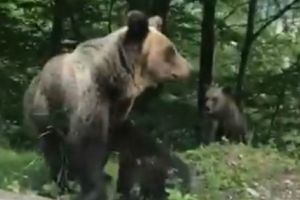 Urşii au apărut şi la Râuşor