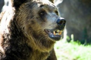 Ursul boierului Cornescu îl rupe în bucăţi pe vizitiul nacealnicului Bârzof. Bucureştii de altădată