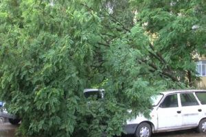 Copac căzut peste maşini, în spatele magazinului Bucovina