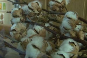 150 de tipuri de seminţe şi 35 de tablouri realizate cu ajutorul seminţelor de elevi de la ...