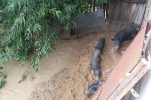 Animale înecate la Mărgineni