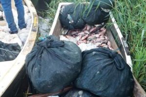 BRACONAJ şi FURT în Delta Dunării 