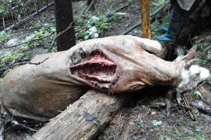 Vacă gestantă omorâtă de un urs în plină zi