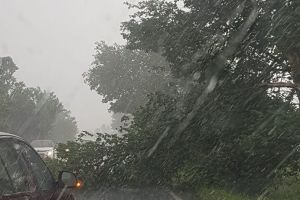 Drum din judeţ BLOCAT pe un sens din cauza unor COPACI doborâţi de FURTUNĂ