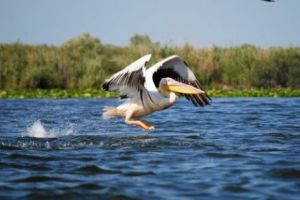 DELTA DUNĂRII, pe HARTA DIGITALĂ a lumii
